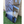 CrazyFly Rootz 140cm Completo