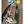 Comprar online tabla skate de globe con dibujo tiburon